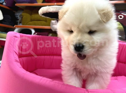 Chow Chow Yavruları